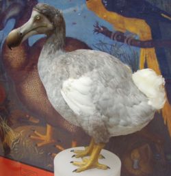 Dodo reconstruction reflecting new research at Oxford University Museum of Natural History